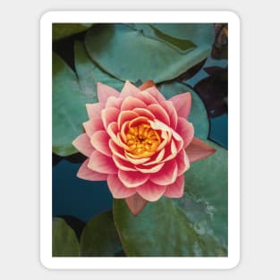 pink water lily Sticker
